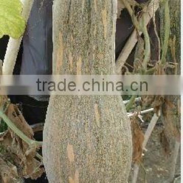 NG chinese long hammer shape thick flesh pumpkin seeds
