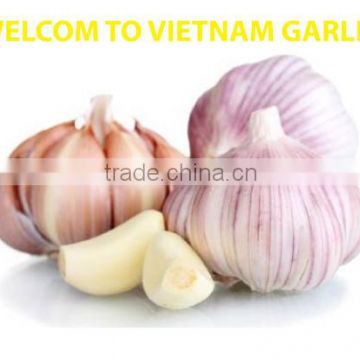 Vietnam Garlic natural
