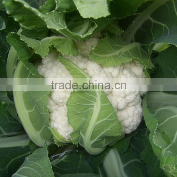 CF85 Genius 85 days medium maturity hybrid white cauliflower seeds