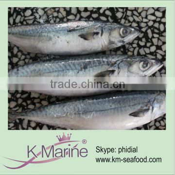 China East Ocean Frozen Scomber Japonicus Fish lot number#kmw4048