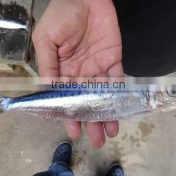 Frozen Whole Round Anchovy for sale