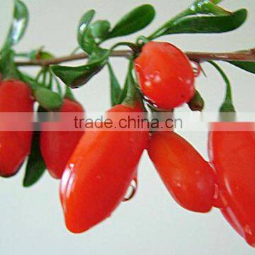 Wholesale of ningxia wolfberry fruit super-large medlar GongGuo food keeping in good health