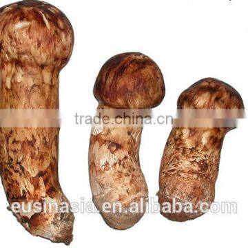 organic fresh matsutake mushroom