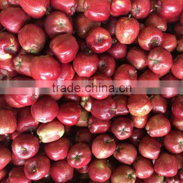 Red delicious variety and common cultivation type red delicious apple