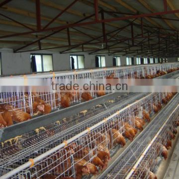 A type 96 layer chicken cage chicken brooder cage for sale