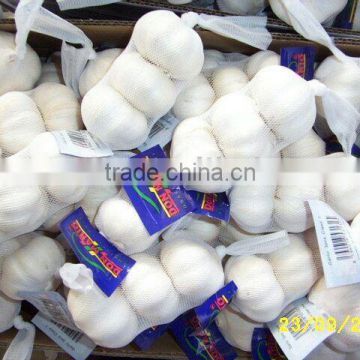 China Super Pure White Garlic