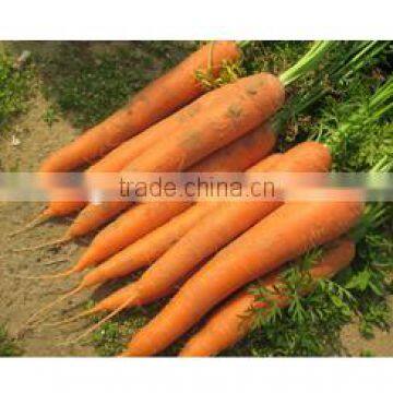 Fresh Carrots from china