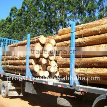 EUCALYPTUS GRANDIS SAWLOGS