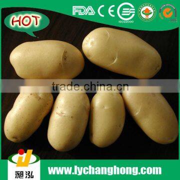 2014 New Fresh Potatoes 60-120g for Sri Lanka Market