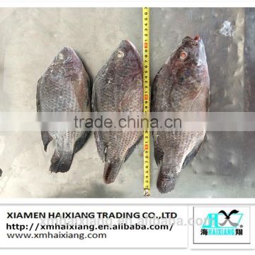 Wholesale high quality tilapia feed whole round