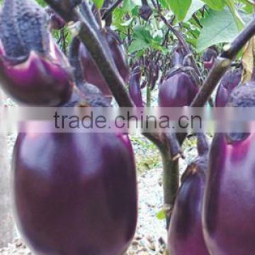 Hybrid F1 Purple Red Hot and Cold Resistance Eggplant Seeds For Planting-Early Red Eggplant No.1 F1