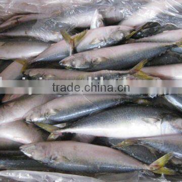 MACKEREL( 100-200G)