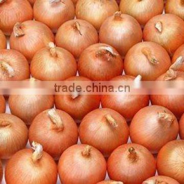 Fresh holland Onion/potato