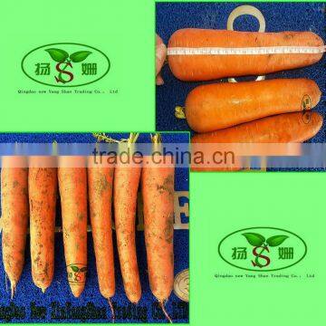 Fresh carrot of A grade from China