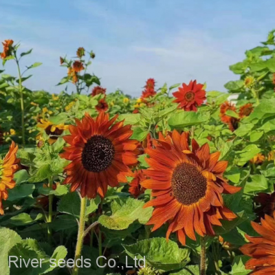 Outdoor planting ornamental dwarf golden red dried sun flower seeds for sale