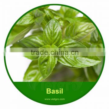 High Yield OP Basil/ Sweet Basil Seed For Planting VGBA 01/ Vegetable Seeds