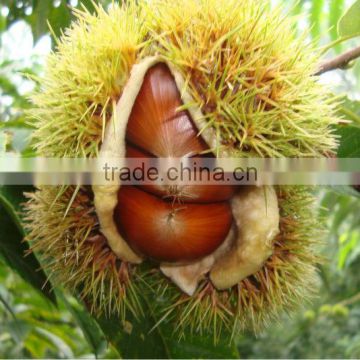 Chinese chestnut factory Taian