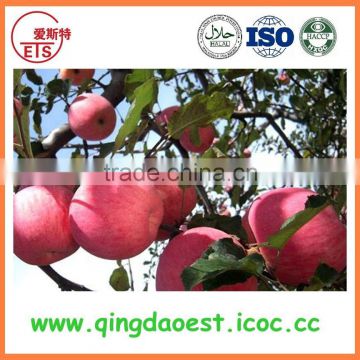 china new crop fruit top red apple