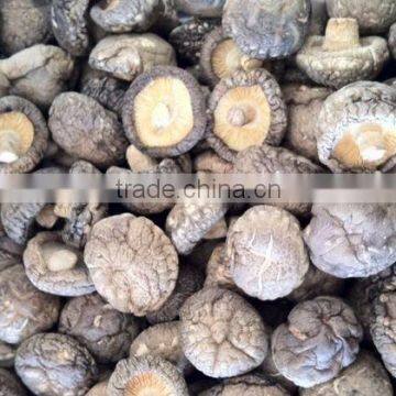 Dried Smooth Shiitake mushroom