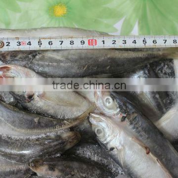 Frozen fish supplier at China