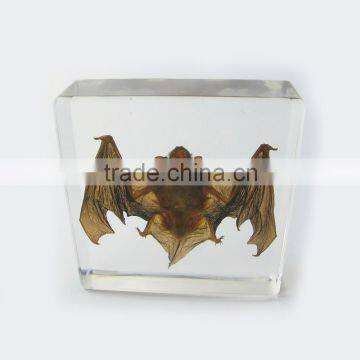2016 professional new design fashion style promotional gift desk decoratio with real insect
