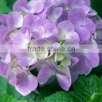 Bottom price Cheapest factory direct 2016 flower hydrangea