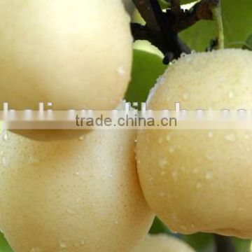 China best fresh Yali pears manufacturer