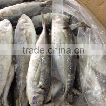 horse mackerel China Origin