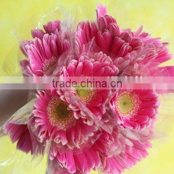 Fresh crazy selling gerberas flower arrangements