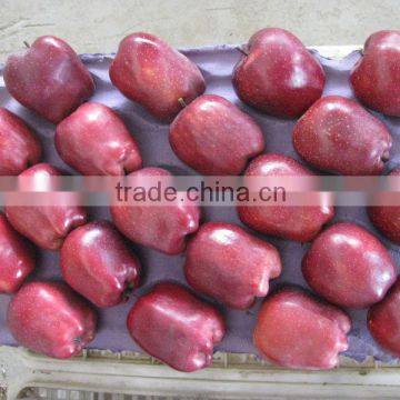 Sell fresh huniu apple/apple plant in large quantity low price apple