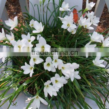 Zephyranthes candida Thunder Lily White