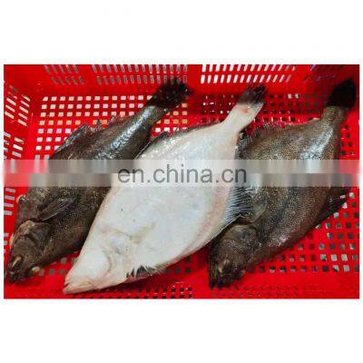 Good quality frozen pointhead flounder fish for sale