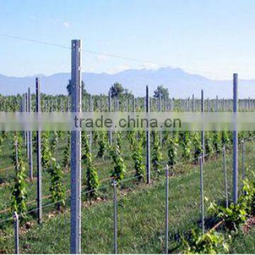 galvanized metal vineyard post for sale