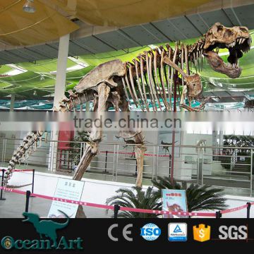 OAV3037 High Realistic Dinosaur Skeleton Museum Dinosaur Fossils