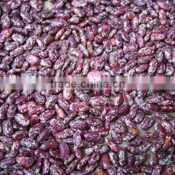 Purple speckled Kidney Bean