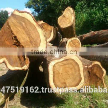 Acacia wood logs