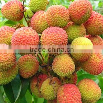 Chinese Feizixiao Litchi Fruit