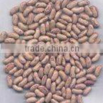light speckled kidney beans round shape size150-155