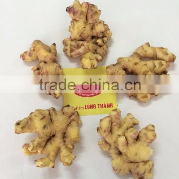 Fresh Ginger - High Quality and Best Price- New Crop