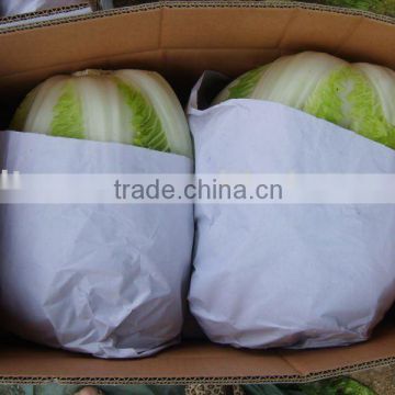 SUPPLY FRESH SPRING CHINESE CABBAGE