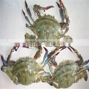 frozen superior better blue swimming crabs provided by long term supplier