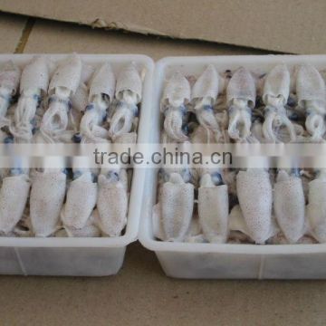chinese baby squid
