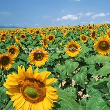 Sunflower Seeds for Export