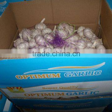 stock new garlic for export,bulk jinxiang garlic sales,garlic for new market,garlic