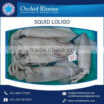 Safe, Hygienic Loligo Squid from Reputed Dealer Available in Effective Packaging