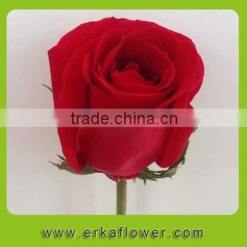 sweet smell Fragant aromatic perserved long time rose in china