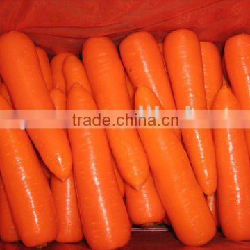 2011 Shandong carrot