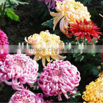 Hybrid Chrysanthemum Seeds For Sale