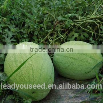 NW04 Fanfa Sale best watermelon seeds for planting