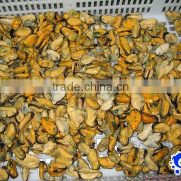bleu mussel meat IQF